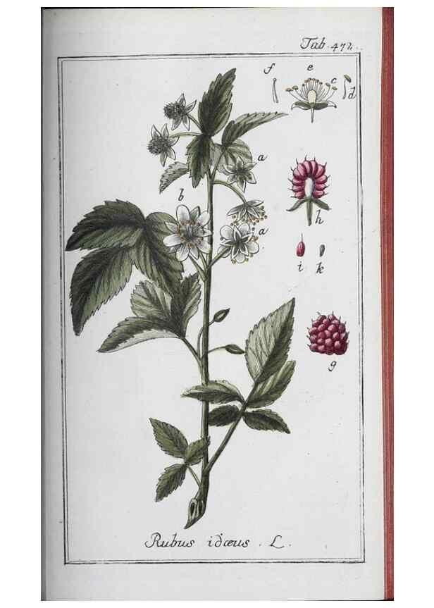 Reproducción/Reproduction 46265542685: Icones plantarum medicinalium.. Nürnberg :auf Kosten der Raspischen Buchhandlung,1779-1790. 