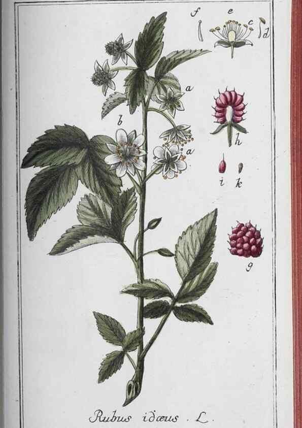 Reproducción/Reproduction 46265542685: Icones plantarum medicinalium.. Nürnberg :auf Kosten der Raspischen Buchhandlung,1779-1790. 