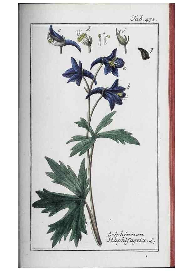 Reproducción/Reproduction 47127912972: Icones plantarum medicinalium.. Nürnberg :auf Kosten der Raspischen Buchhandlung,1779-1790. 