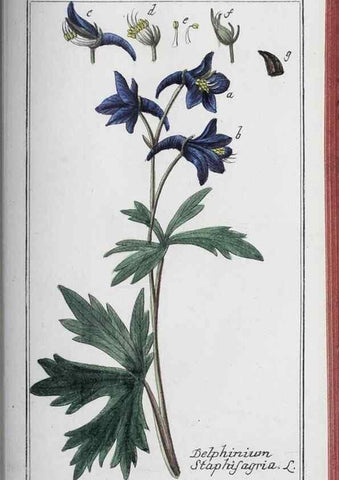 Reproducción/Reproduction 47127912972: Icones plantarum medicinalium.. Nürnberg :auf Kosten der Raspischen Buchhandlung,1779-1790. 