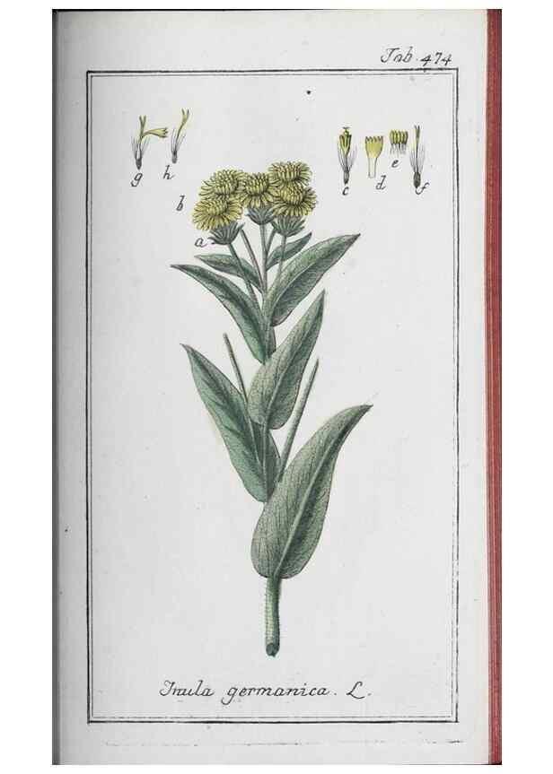 Reproducción/Reproduction 47127914062: Icones plantarum medicinalium.. Nürnberg :auf Kosten der Raspischen Buchhandlung,1779-1790. 