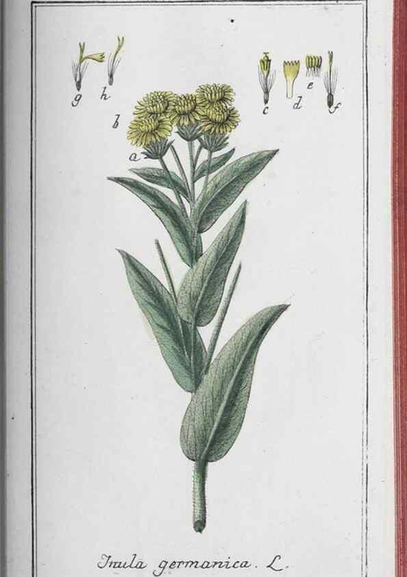 Reproducción/Reproduction 47127914062: Icones plantarum medicinalium.. Nürnberg :auf Kosten der Raspischen Buchhandlung,1779-1790. 