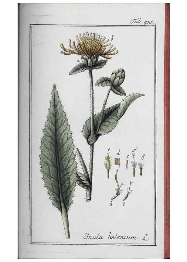 Reproducción/Reproduction 40214859163: Icones plantarum medicinalium.. Nürnberg :auf Kosten der Raspischen Buchhandlung,1779-1790. 