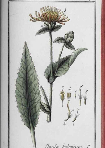 Reproducción/Reproduction 40214859163: Icones plantarum medicinalium.. Nürnberg :auf Kosten der Raspischen Buchhandlung,1779-1790. 