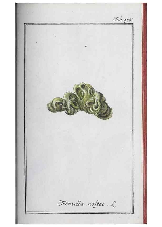 Reproducción/Reproduction 46456181644: Icones plantarum medicinalium.. Nürnberg :auf Kosten der Raspischen Buchhandlung,1779-1790. 