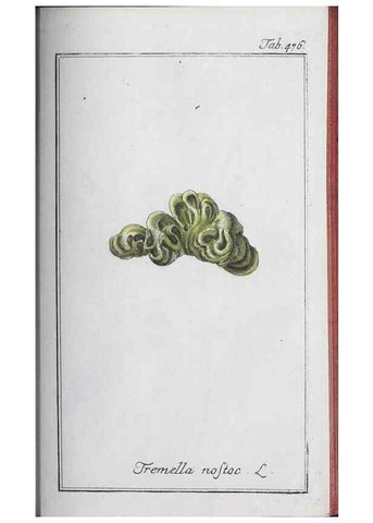 Reproducción/Reproduction 46456181644: Icones plantarum medicinalium.. Nürnberg :auf Kosten der Raspischen Buchhandlung,1779-1790. 