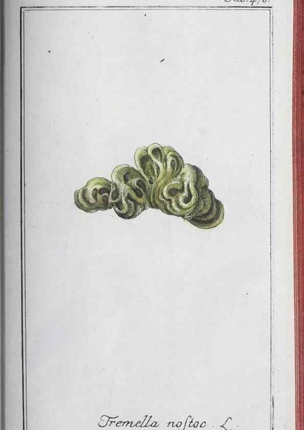 Reproducción/Reproduction 46456181644: Icones plantarum medicinalium.. Nürnberg :auf Kosten der Raspischen Buchhandlung,1779-1790. 