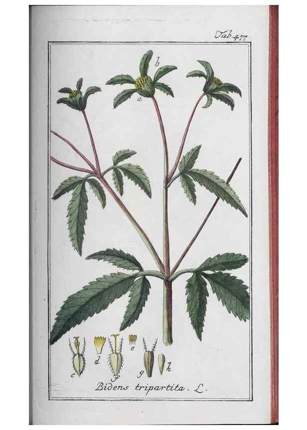 Reproducción/Reproduction 47127917122: Icones plantarum medicinalium.. Nürnberg :auf Kosten der Raspischen Buchhandlung,1779-1790. 