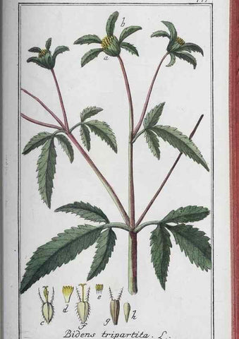 Reproducción/Reproduction 47127917122: Icones plantarum medicinalium.. Nürnberg :auf Kosten der Raspischen Buchhandlung,1779-1790. 