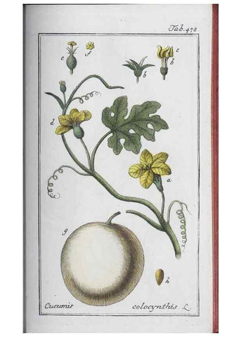 Reproducción/Reproduction 40214862273: Icones plantarum medicinalium.. Nürnberg :auf Kosten der Raspischen Buchhandlung,1779-1790. 