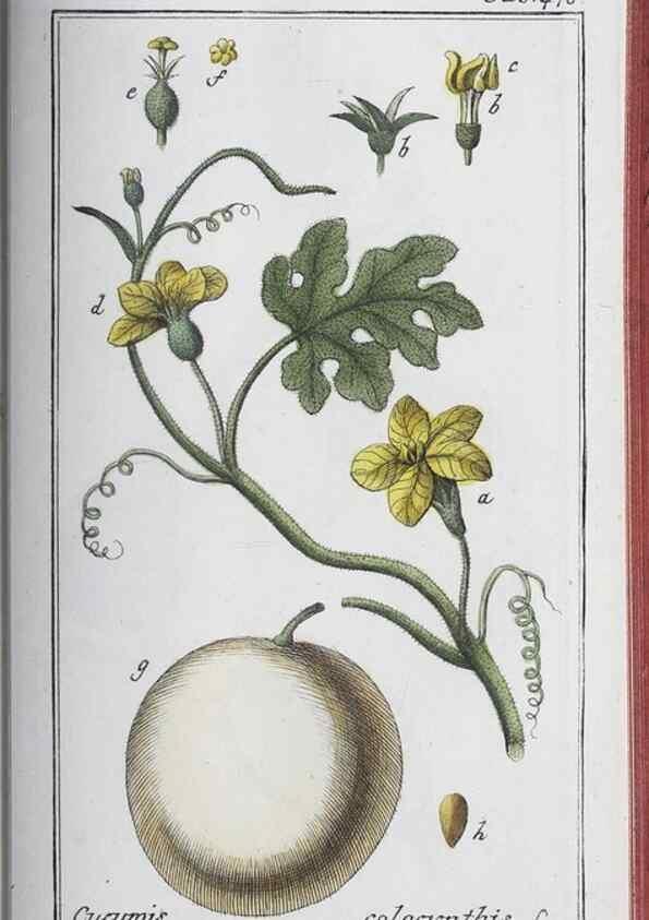 Reproducción/Reproduction 40214862273: Icones plantarum medicinalium.. Nürnberg :auf Kosten der Raspischen Buchhandlung,1779-1790. 