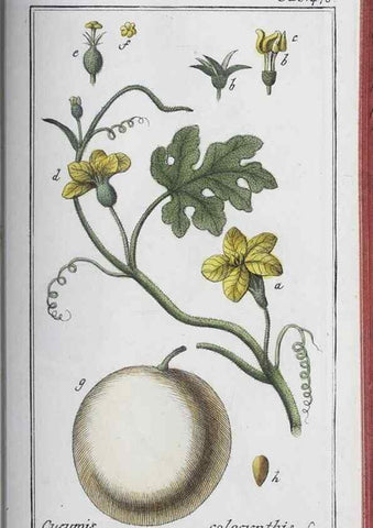 Reproducción/Reproduction 40214862273: Icones plantarum medicinalium.. Nürnberg :auf Kosten der Raspischen Buchhandlung,1779-1790. 
