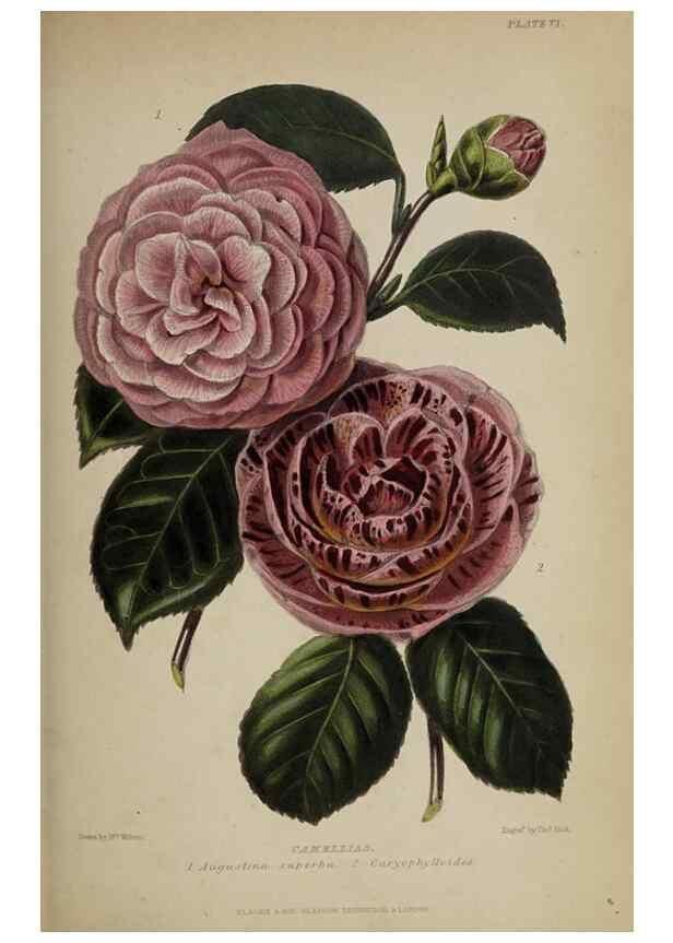 Reproducción/Reproduction 32286072787: The gardener's assistant :. London ;Blackie & Son,1859.. 