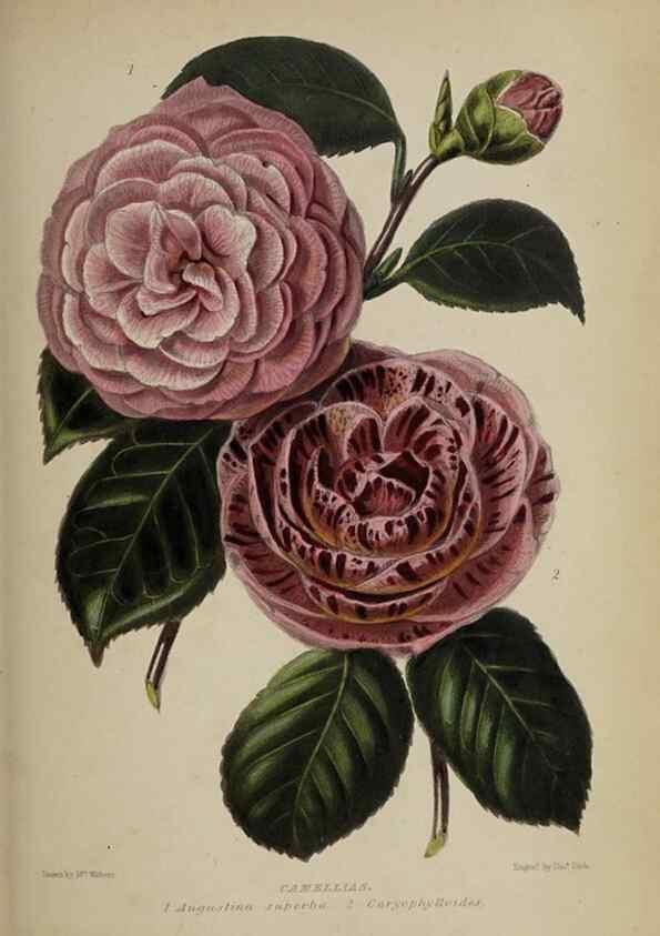 Reproducción/Reproduction 32286072787: The gardener's assistant :. London ;Blackie & Son,1859.. 