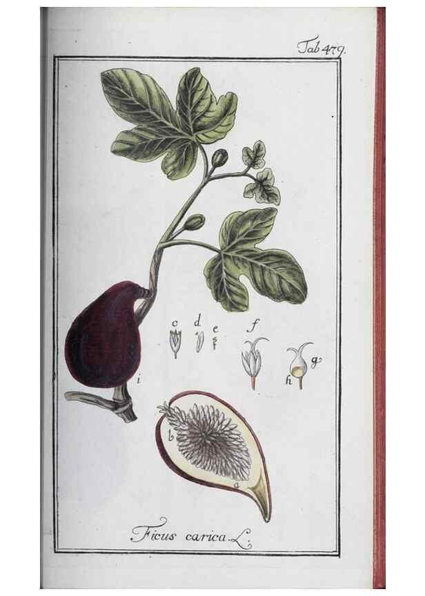 Reproducción/Reproduction 46265545815: Icones plantarum medicinalium.. Nürnberg :auf Kosten der Raspischen Buchhandlung,1779-1790. 