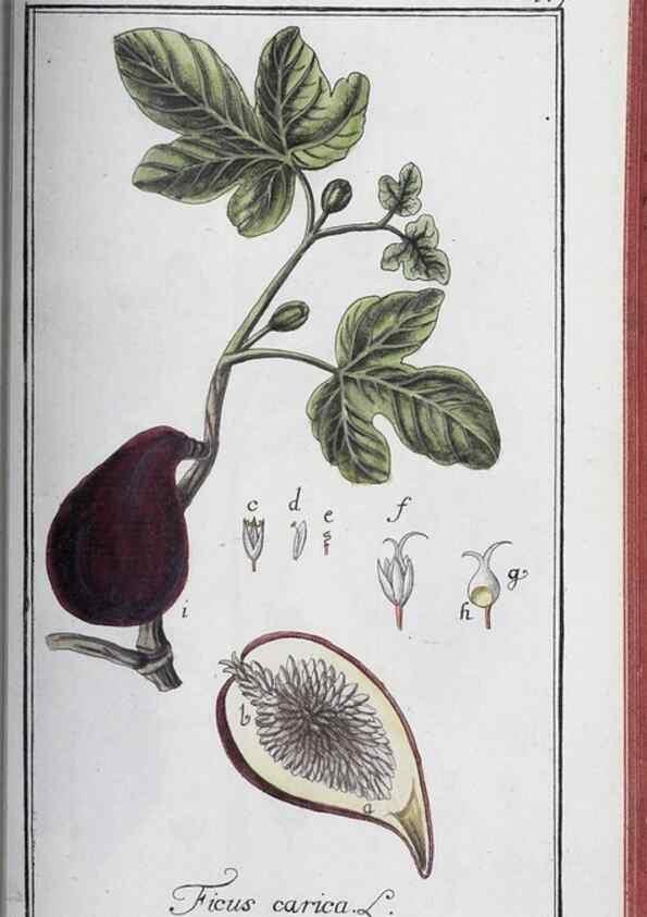Reproducción/Reproduction 46265545815: Icones plantarum medicinalium.. Nürnberg :auf Kosten der Raspischen Buchhandlung,1779-1790. 