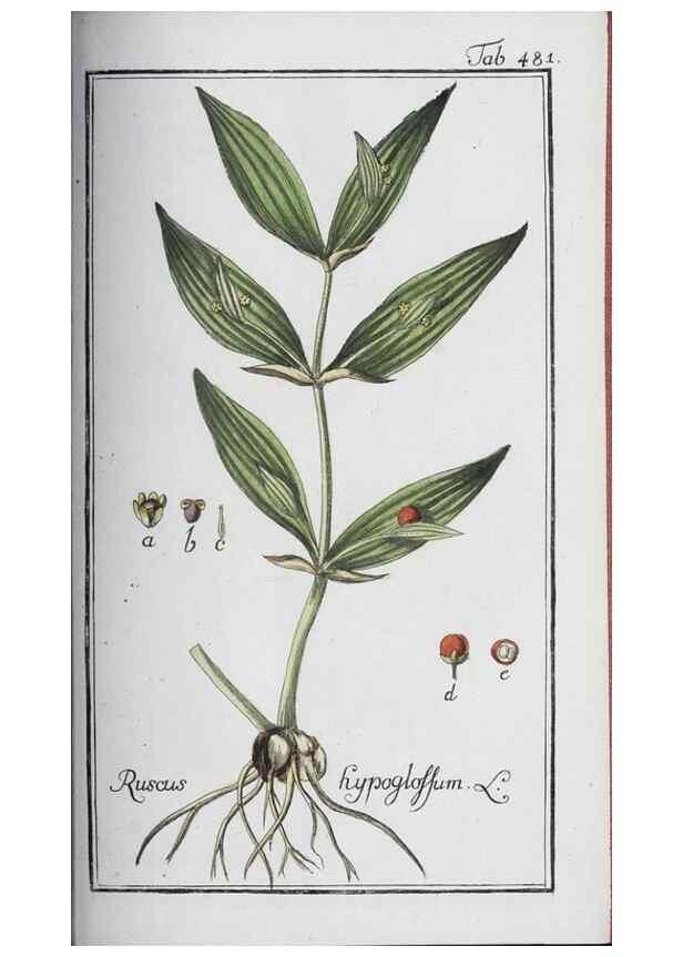 Reproducción/Reproduction 47127921272: Icones plantarum medicinalium.. Nürnberg :auf Kosten der Raspischen Buchhandlung,1779-1790. 