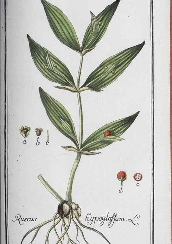 Reproducción/Reproduction 47127921272: Icones plantarum medicinalium.. Nürnberg :auf Kosten der Raspischen Buchhandlung,1779-1790. 