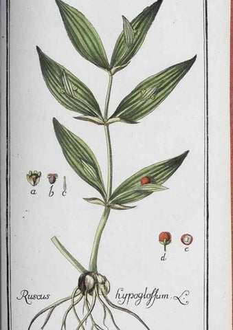 Reproducción/Reproduction 47127921272: Icones plantarum medicinalium.. Nürnberg :auf Kosten der Raspischen Buchhandlung,1779-1790. 