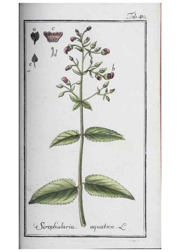 Reproducción/Reproduction 47127921862: Icones plantarum medicinalium.. Nürnberg :auf Kosten der Raspischen Buchhandlung,1779-1790. 