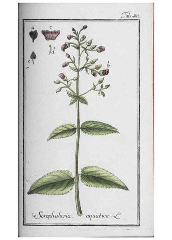 Reproducción/Reproduction 47127921862: Icones plantarum medicinalium.. Nürnberg :auf Kosten der Raspischen Buchhandlung,1779-1790. 