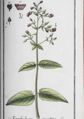 Reproducción/Reproduction 47127921862: Icones plantarum medicinalium.. Nürnberg :auf Kosten der Raspischen Buchhandlung,1779-1790. 