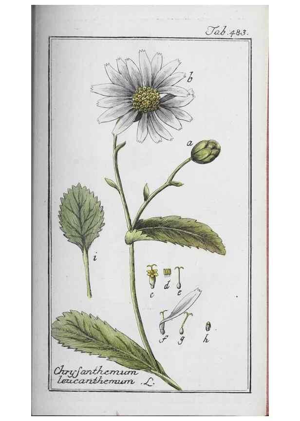 Reproducción/Reproduction 46265549375: Icones plantarum medicinalium.. Nürnberg :auf Kosten der Raspischen Buchhandlung,1779-1790. 