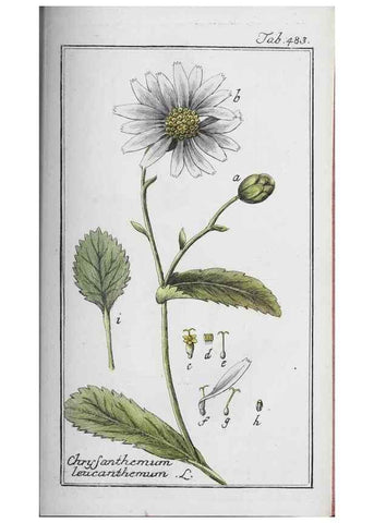 Reproducción/Reproduction 46265549375: Icones plantarum medicinalium.. Nürnberg :auf Kosten der Raspischen Buchhandlung,1779-1790. 