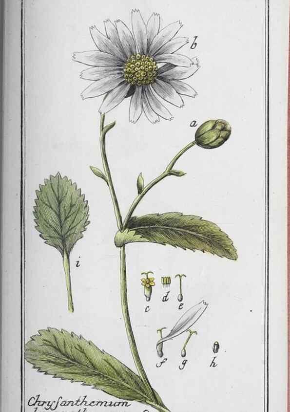 Reproducción/Reproduction 46265549375: Icones plantarum medicinalium.. Nürnberg :auf Kosten der Raspischen Buchhandlung,1779-1790. 