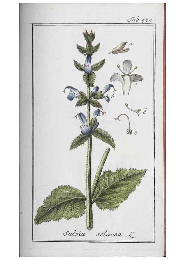 Reproducción/Reproduction 46456189224: Icones plantarum medicinalium.. Nürnberg :auf Kosten der Raspischen Buchhandlung,1779-1790. 