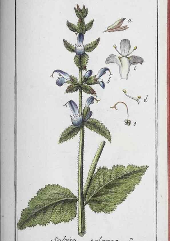 Reproducción/Reproduction 46456189224: Icones plantarum medicinalium.. Nürnberg :auf Kosten der Raspischen Buchhandlung,1779-1790. 