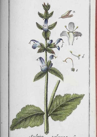 Reproducción/Reproduction 46456189224: Icones plantarum medicinalium.. Nürnberg :auf Kosten der Raspischen Buchhandlung,1779-1790. 