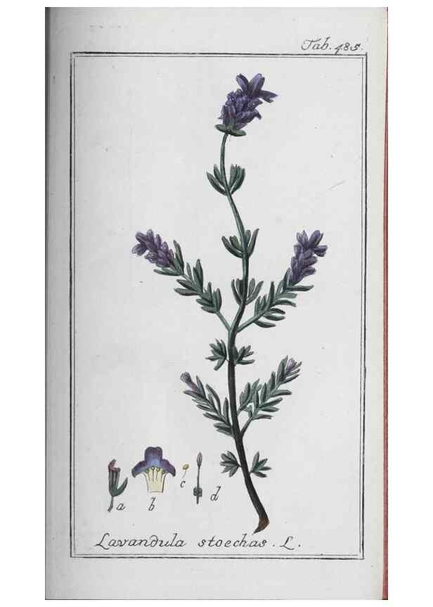 Reproducción/Reproduction 46456190044: Icones plantarum medicinalium.. Nürnberg :auf Kosten der Raspischen Buchhandlung,1779-1790. 