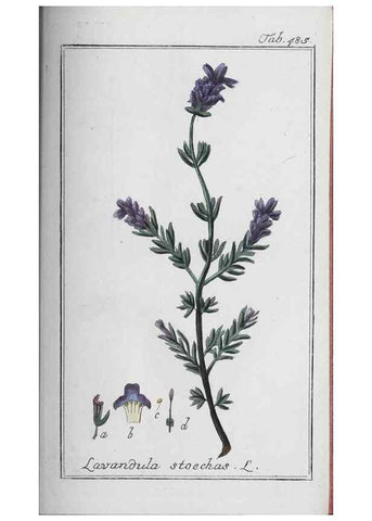 Reproducción/Reproduction 46456190044: Icones plantarum medicinalium.. Nürnberg :auf Kosten der Raspischen Buchhandlung,1779-1790. 