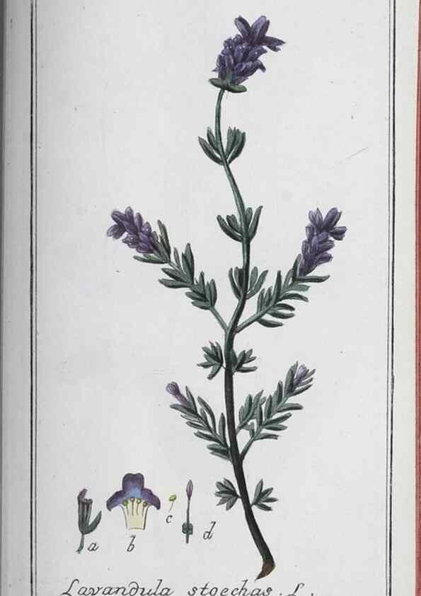 Reproducción/Reproduction 46456190044: Icones plantarum medicinalium.. Nürnberg :auf Kosten der Raspischen Buchhandlung,1779-1790. 