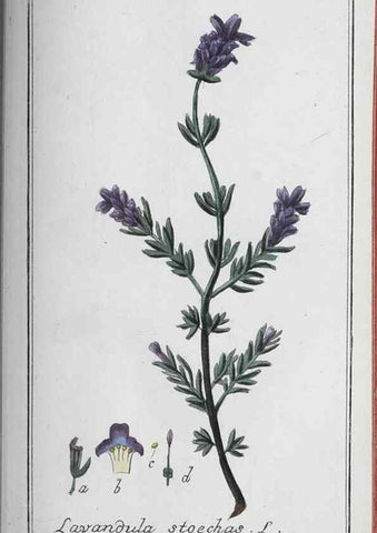 Reproducción/Reproduction 46456190044: Icones plantarum medicinalium.. Nürnberg :auf Kosten der Raspischen Buchhandlung,1779-1790. 