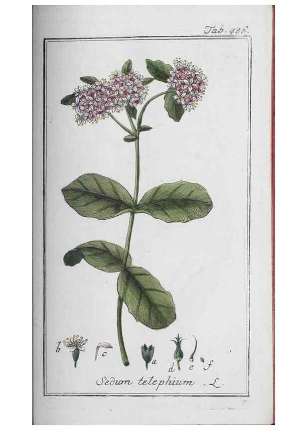 Reproducción/Reproduction 33304485878: Icones plantarum medicinalium.. Nürnberg :auf Kosten der Raspischen Buchhandlung,1779-1790. 