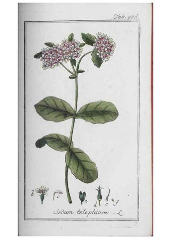 Reproducción/Reproduction 33304485878: Icones plantarum medicinalium.. Nürnberg :auf Kosten der Raspischen Buchhandlung,1779-1790. 