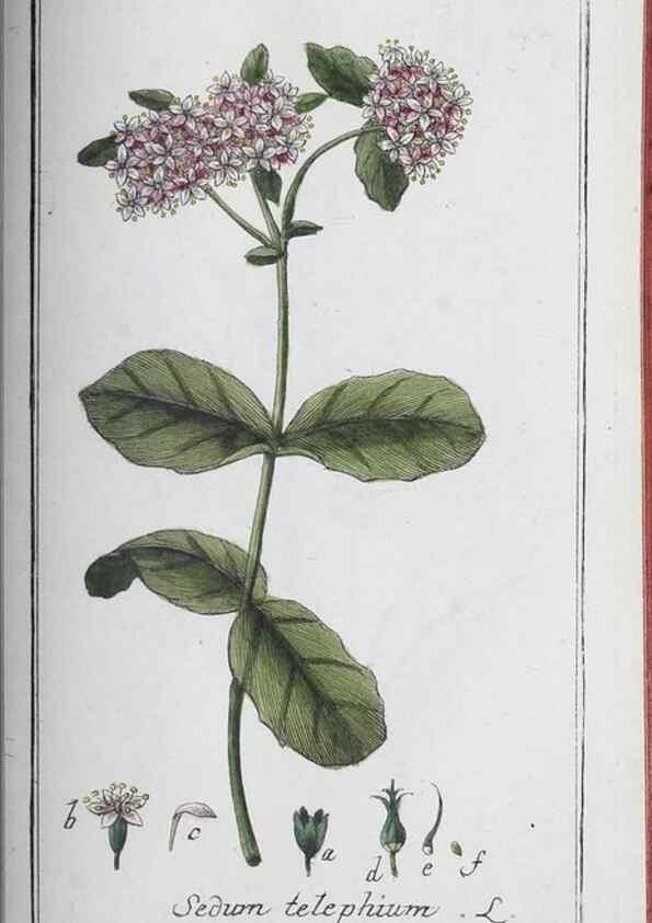 Reproducción/Reproduction 33304485878: Icones plantarum medicinalium.. Nürnberg :auf Kosten der Raspischen Buchhandlung,1779-1790. 