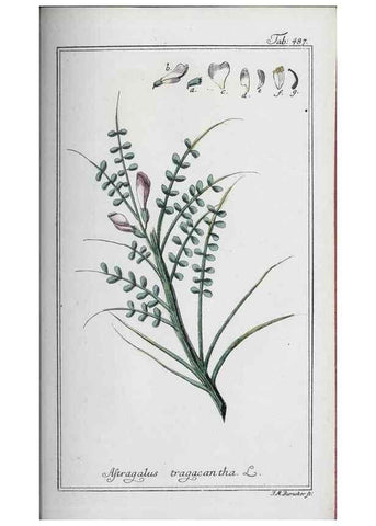 Reproducción/Reproduction 46265553305: Icones plantarum medicinalium.. Nürnberg :auf Kosten der Raspischen Buchhandlung,1779-1790. 
