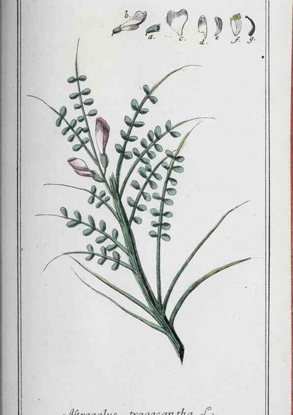 Reproducción/Reproduction 46265553305: Icones plantarum medicinalium.. Nürnberg :auf Kosten der Raspischen Buchhandlung,1779-1790. 