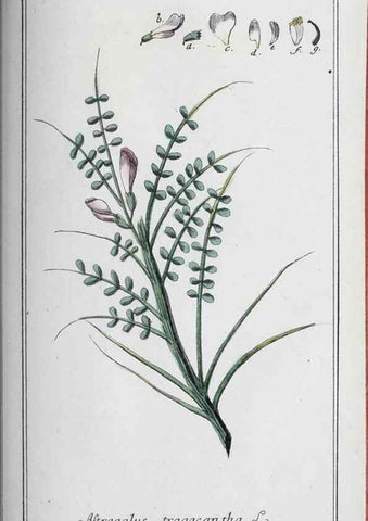 Reproducción/Reproduction 46265553305: Icones plantarum medicinalium.. Nürnberg :auf Kosten der Raspischen Buchhandlung,1779-1790. 