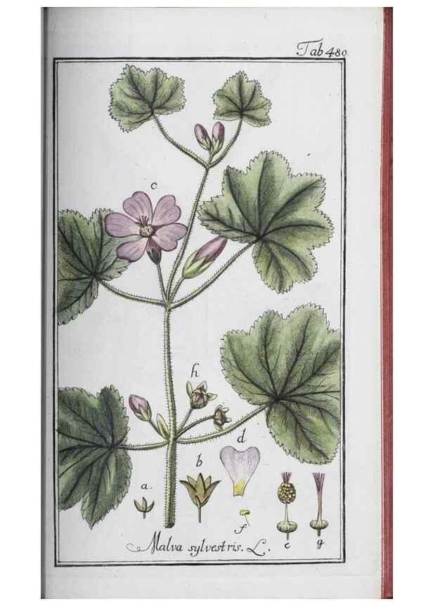 Reproducción/Reproduction 46265546495: Icones plantarum medicinalium.. Nürnberg :auf Kosten der Raspischen Buchhandlung,1779-1790. 