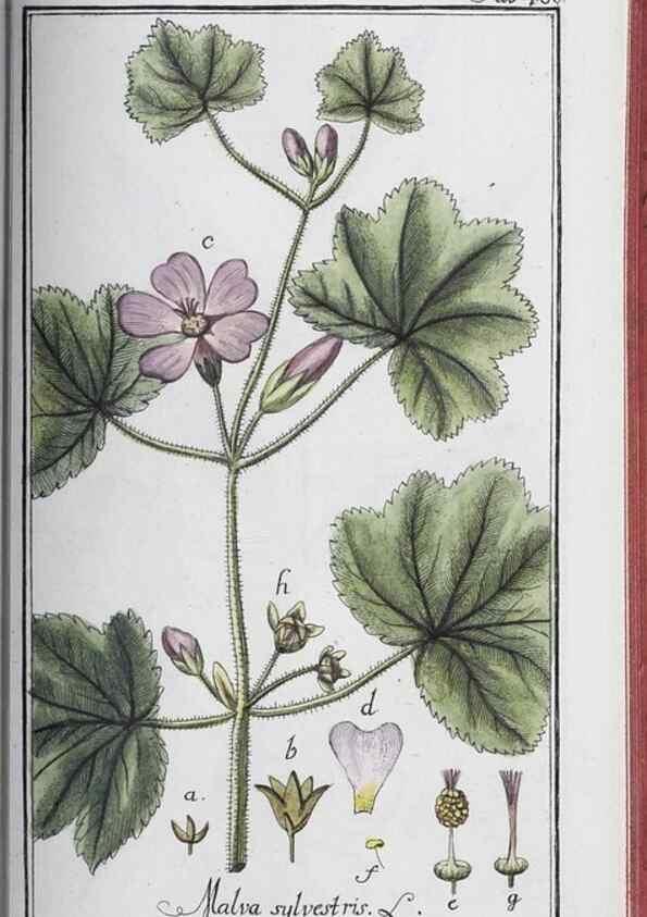 Reproducción/Reproduction 46265546495: Icones plantarum medicinalium.. Nürnberg :auf Kosten der Raspischen Buchhandlung,1779-1790. 