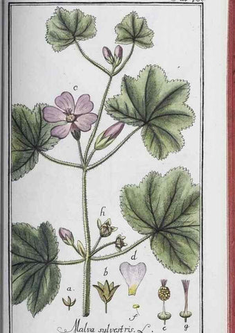 Reproducción/Reproduction 46265546495: Icones plantarum medicinalium.. Nürnberg :auf Kosten der Raspischen Buchhandlung,1779-1790. 