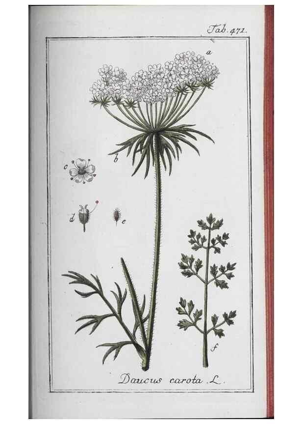 Reproducción/Reproduction 32237963677: Icones plantarum medicinalium.. Nürnberg :auf Kosten der Raspischen Buchhandlung,1779-1790. 