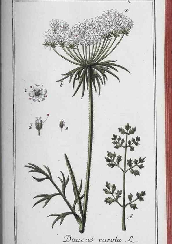 Reproducción/Reproduction 32237963677: Icones plantarum medicinalium.. Nürnberg :auf Kosten der Raspischen Buchhandlung,1779-1790. 
