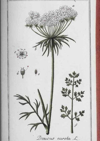 Reproducción/Reproduction 32237963677: Icones plantarum medicinalium.. Nürnberg :auf Kosten der Raspischen Buchhandlung,1779-1790. 