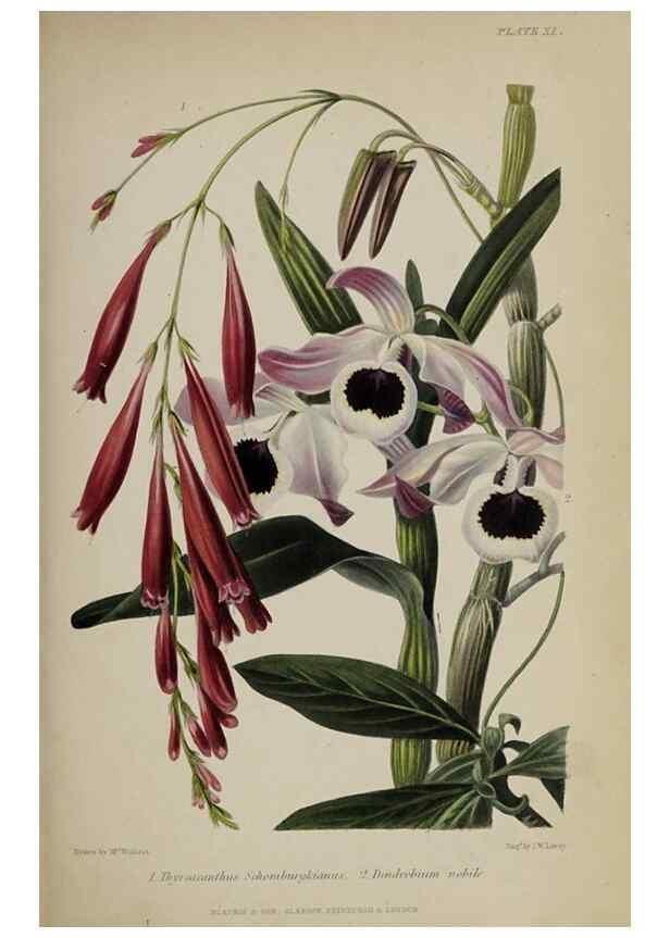 Reproducción/Reproduction 46504791264: The gardener's assistant :. London ;Blackie & Son,1859.. 