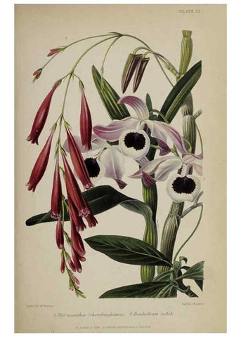 Reproducción/Reproduction 46504791264: The gardener's assistant :. London ;Blackie & Son,1859.. 